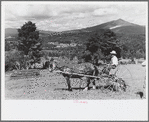 Frank Kinney on a hay rake, Eden Mills, Vermont