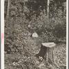 Cut-over forest land, Otsego County, New York