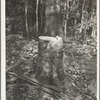 Cut-over forest land, Otsego County, New York
