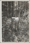 Cut-over forest land, Otsego County, New York