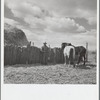 A rehabilitation client of Arroyo Seco, New Mexico, with team of horses purchased under a resettlement loan