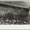 Hailstones along highway, Indiana