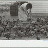 Feeding chickens, Wabash Farms, Indiana