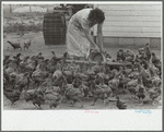 Feeding chickens, Wabash Farms, Indiana