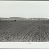 Large fields make tractor cultivation necessary. Wabash Farms, Indiana