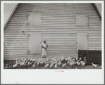 Feeding chickens, Wabash Farms, Indiana