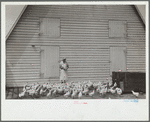 Feeding chickens, Wabash Farms, Indiana