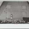 Feeding chickens, Wabash Farms, Indiana