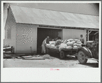 Loading supplies into shed, Wabash Farms, Indiana