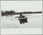 During the picking process many of the cranberries are torn from the vines and fall to the ground. The bogs are then flooded and agitated with the hydroplane which causes the cranberries to float, Burlington County, New Jersey