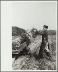 Loading carrots on truck, Camden County, New Jersey