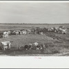 New Madrid County spillway where evicted sharecroppers were moved from highway, [New Madrid County,] Missouri