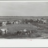 New Madrid County spillway where evicted sharecroppers were moved from highway, [New Madrid County,] Missouri