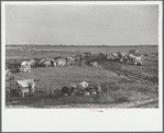 New Madrid County spillway where evicted sharecroppers were moved from highway, [New Madrid County,] Missouri