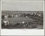 New Madrid County spillway where evicted sharecroppers were moved from highway, [New Madrid County,] Missouri