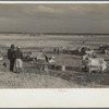 New Madrid spillway between levee and Mississippi River where evicted sharecroppers were taken after removal from highway by highway officials, New Madrid County, Missouri