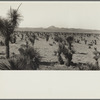 Type of land on project at Las Cruces, New Mexico. Note large yuccas