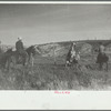 Saddling a spirited horse, Quarter Circle U Ranch roundup, Montana