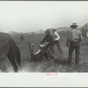 "Rassling" a calf, Quarter Circle U Ranch roundup, Montana