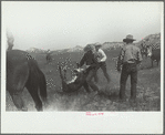 "Rassling" a calf, Quarter Circle U Ranch roundup, Montana