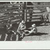 Throwing a colt for branding, Quarter Circle U roundup, Montana