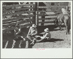 Throwing a colt for branding, Quarter Circle U roundup, Montana