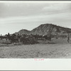 Mares and colts in corral after branding, Quarter Circle U Ranch roundup, Montana