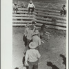 Roping colt for branding, Quarter Circle U roundup, Montana