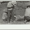 Branding a colt, Quarter Circle U roundup, Montana