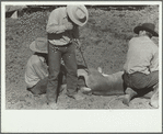 Branding a colt, Quarter Circle U roundup, Montana