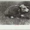 Hereford bull, Quarter Circle U roundup, Montana