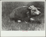 Hereford bull, Quarter Circle U roundup, Montana