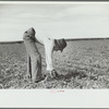 Young sugar beet workers chopping sugar beets, Treasure County, Montana