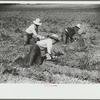 Sugar beet workers, Treasure County, Montana
