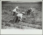 Sugar beet workers, Treasure County, Montana
