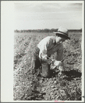 Young sugar beet worker, Treasure County, Montana
