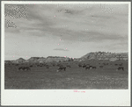 Cattle grazing, Big Horn County, Montana