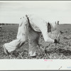 Chopping sugar beets, Treasure County, Montana