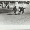 Bulldogging, rodeo, Miles City, Montana