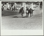 Bulldogging, rodeo, Miles City, Montana