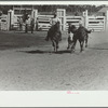 Bulldogging, rodeo, Miles City, Montana