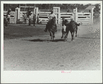 Bulldogging, rodeo, Miles City, Montana