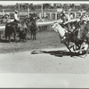 Bulldogging, rodeo, Miles City, Montana