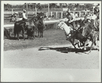 Bulldogging, rodeo, Miles City, Montana