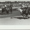 Bulldogging, rodeo, Miles City, Montana