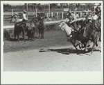 Bulldogging, rodeo, Miles City, Montana