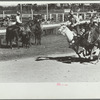 Bulldogging, rodeo, Miles City, Montana