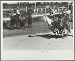 Bulldogging, rodeo, Miles City, Montana