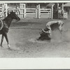 Bulldogging, rodeo, Miles City, Montana