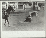 Bulldogging, rodeo, Miles City, Montana